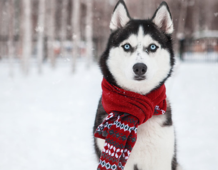 Siberian Husky mumbai